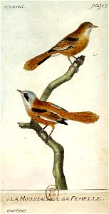 François-Nicolas Martinet - Histoire des oiseaux - IV - moustache