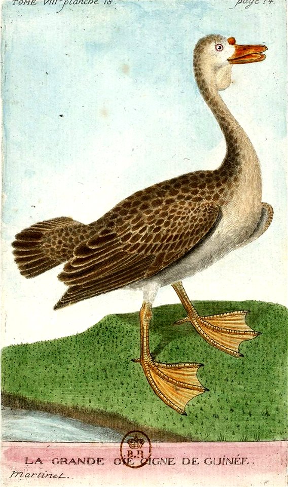François-Nicolas Martinet - Histoire des oiseaux - Grande oie