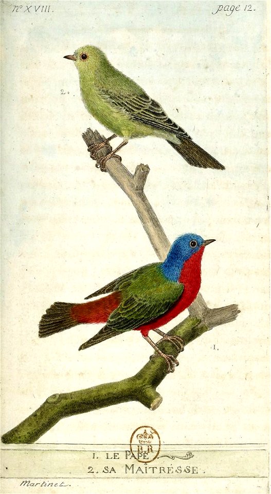 François-Nicolas Martinet - Histoire des oiseaux - III - Pape
