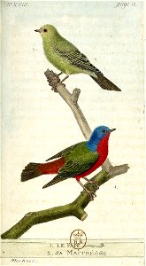 François-Nicolas Martinet - Histoire des oiseaux - III - Pape
