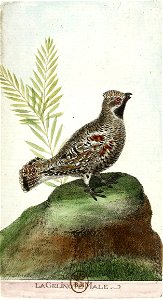 François-Nicolas Martinet - Histoire des oiseaux - Gélinotte mâle