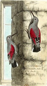 François-Nicolas Martinet - Histoire des oiseaux - Grimpereau de muraille