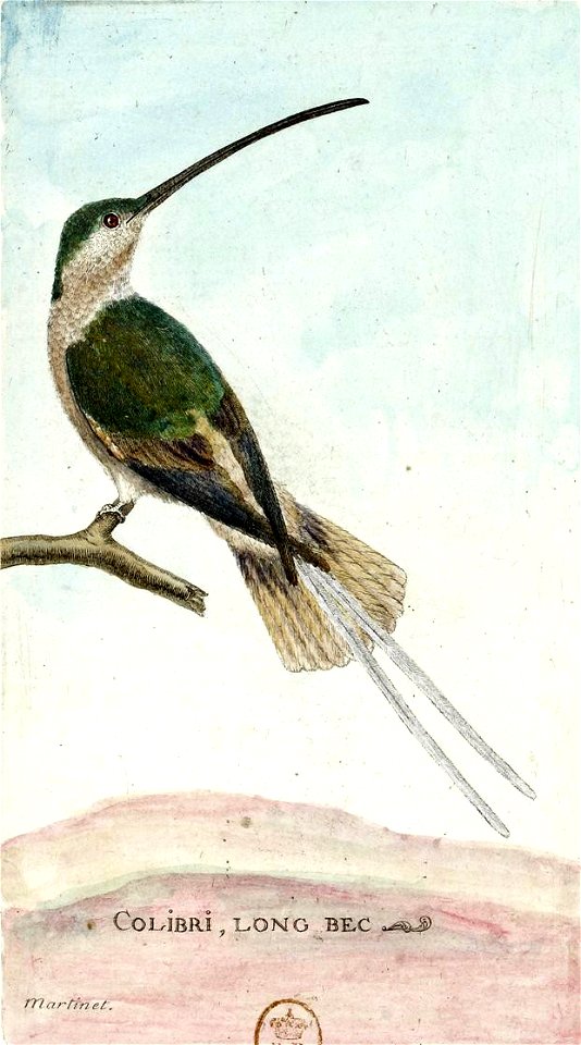 François-Nicolas Martinet - Histoire des oiseaux - Colibri long bec
