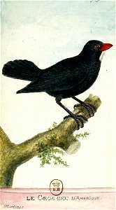 François-Nicolas Martinet - Histoire des oiseaux - III - Gros-Bec