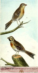 François-Nicolas Martinet - Histoire des oiseaux - III - Bruant des haies