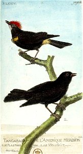 François-Nicolas Martinet - Histoire des oiseaux - III - tangara d'Amérique méridionale