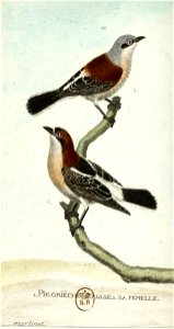 François-Nicolas Martinet - Histoire des oiseaux - Pie grièche rousse et sa femelle