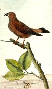 François-Nicolas Martinet - Histoire des oiseaux - III - Bec-croisé