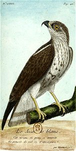 François-Nicolas Martinet - Histoire des oiseaux - Jean-le-blanc