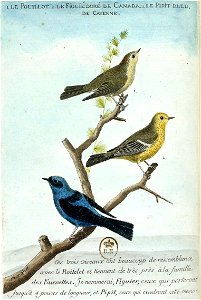 François-Nicolas Martinet - Histoire des oiseaux - Pouillot, Figuier et Pipit