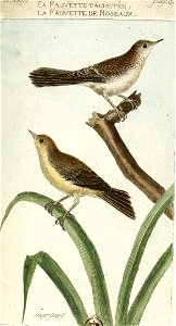 François-Nicolas Martinet - Histoire des oiseaux - IV - Fauvette de roseaux