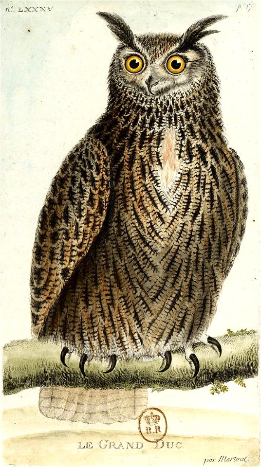 François-Nicolas Martinet - Histoire des oiseaux - IV - Grand duc
