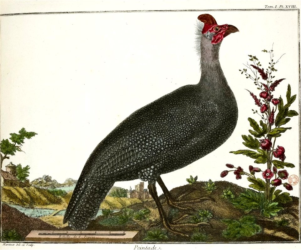 François-Nicolas Martinet - Brisson Mathurin-Jacques - Pintade