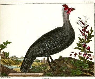 François-Nicolas Martinet - Brisson Mathurin-Jacques - Pintade