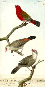 François-Nicolas Martinet - Histoire des oiseaux - III - Sénégali