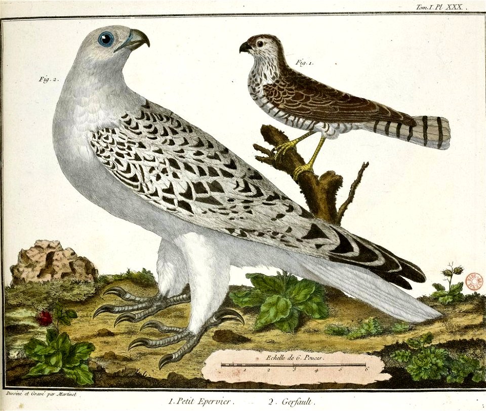 François-Nicolas Martinet - Brisson Mathurin-Jacques - Epervier et Gerfaut