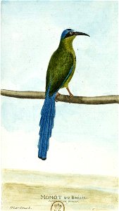 François-Nicolas Martinet - Histoire des oiseaux - Momot du Brésil