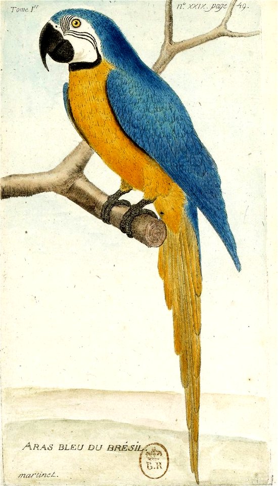 François-Nicolas Martinet - Histoire des oiseaux - Ara bleu