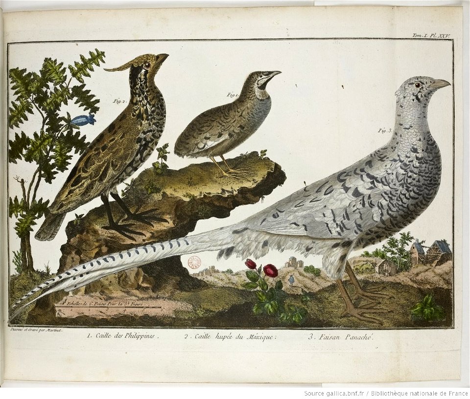 François-Nicolas Martinet - Brisson Mathurin-Jacques - Caille et faisan