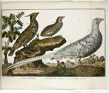 François-Nicolas Martinet - Brisson Mathurin-Jacques - Caille et faisan