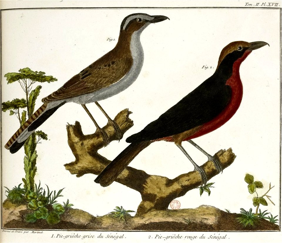 François-Nicolas Martinet - Brisson Mathurin-Jacques- Pies grièches du Sénégal