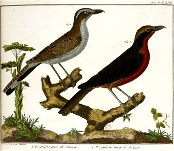 François-Nicolas Martinet - Brisson Mathurin-Jacques- Pies grièches du Sénégal