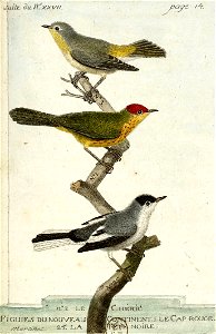 François-Nicolas Martinet - Histoire des oiseaux - IV -Chéric et Figuiers