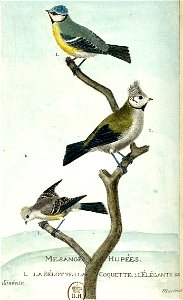 François-Nicolas Martinet - Histoire des oiseaux - IV - Mésanges huppées