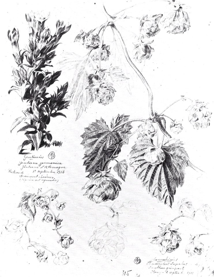 François Maréchal - Étude de plantes (1916)