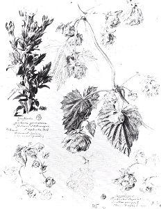 François Maréchal - Étude de plantes (1916). Free illustration for personal and commercial use.
