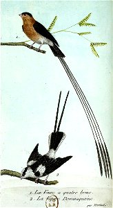 François-Nicolas Martinet - Histoire des oiseaux - III - Veuve
