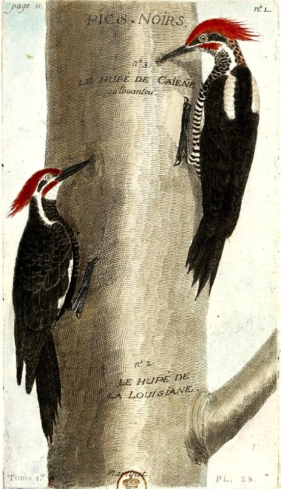 François-Nicolas Martinet - Histoire des oiseaux - Pics huppés de Cayenne et de Louisiane