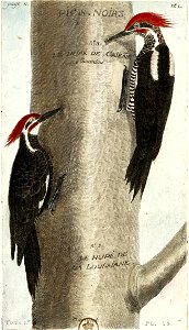 François-Nicolas Martinet - Histoire des oiseaux - Pics huppés de Cayenne et de Louisiane