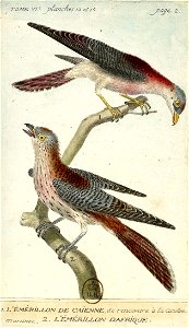 François-Nicolas Martinet - Histoire des oiseaux - Emérillon de Cayenne et d'Afrique