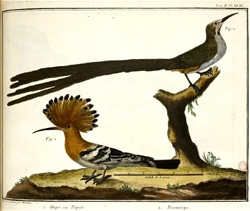 François-Nicolas Martinet - Brisson Mathurin-Jacques - Huppe et Promerops