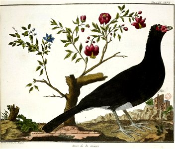 François-Nicolas Martinet - Brisson Mathurin-Jacques Hocco