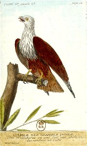 François-Nicolas Martinet - Histoire des oiseaux - Aigle des Indes