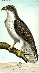 François-Nicolas Martinet - Histoire des oiseaux - Balbuzard