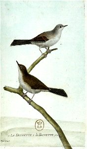 François-Nicolas Martinet - Histoire des oiseaux - IV - Fauvette