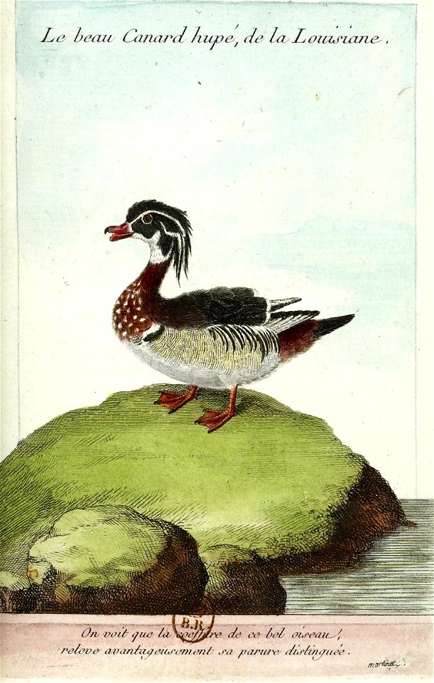 François-Nicolas Martinet - Histoire des oiseaux - Canard huppé