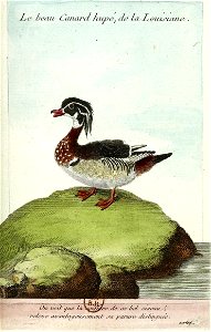 François-Nicolas Martinet - Histoire des oiseaux - Canard huppé