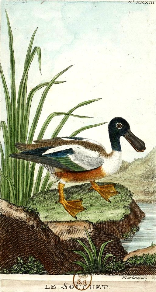 François-Nicolas Martinet - Histoire des oiseaux - Souchet