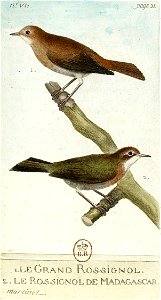 François-Nicolas Martinet - Histoire des oiseaux - IV - Grand Rossignol
