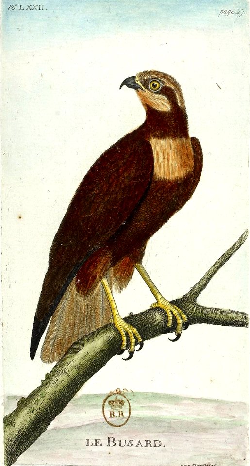 François-Nicolas Martinet - Histoire des oiseaux - Busard