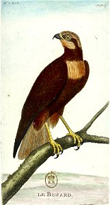 François-Nicolas Martinet - Histoire des oiseaux - Busard
