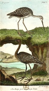 François-Nicolas Martinet - Histoire des oiseaux - VII - btv1b8454709t 231