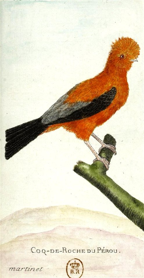 François-Nicolas Martinet - Histoire des oiseaux - Coq-de-roche du Pérou
