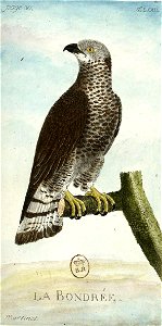 François-Nicolas Martinet - Histoire des oiseaux - Bondrée
