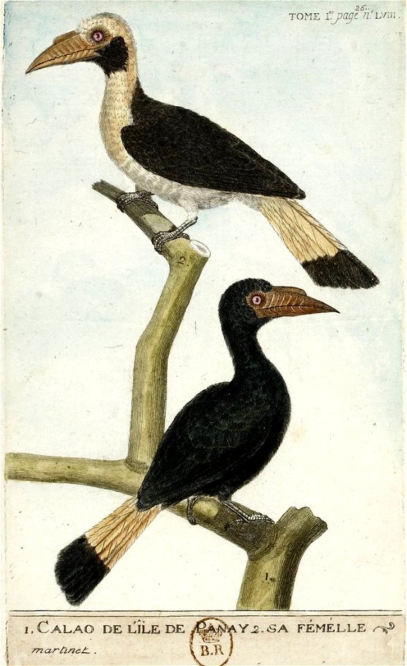 François-Nicolas Martinet - Histoire des oiseaux - Calao de l'île Panay