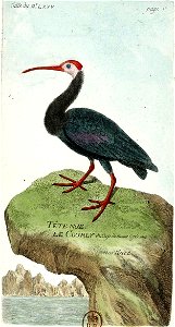 François-Nicolas Martinet - Histoire des oiseaux - VII - btv1b8454709t 279